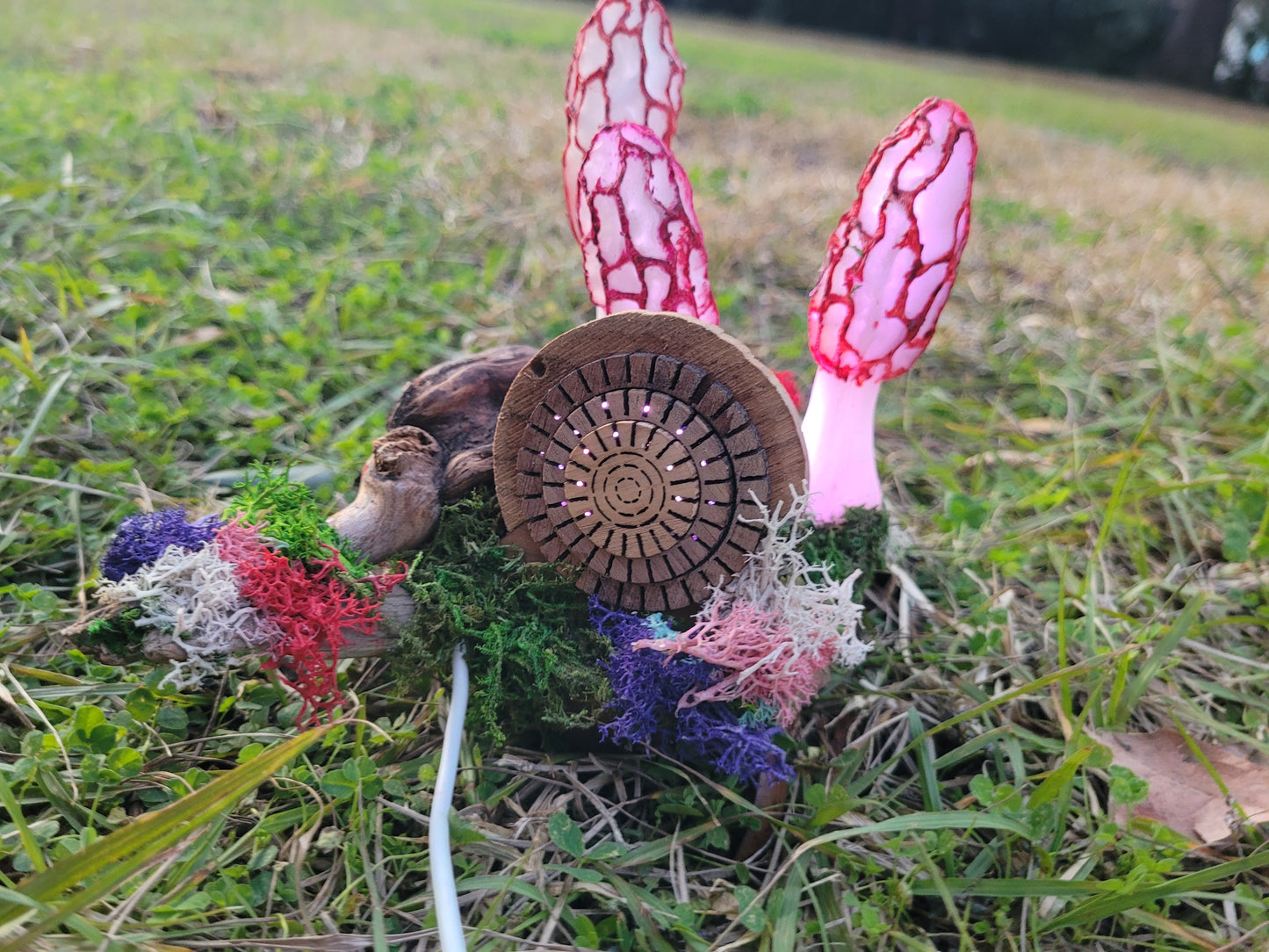 Portal to the Morel Forest